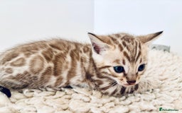 Bengal cats for sale: Seal mink snow & charcoal seal bengal  - Image 3