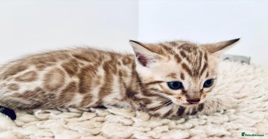 Bengal cats - Advert 7