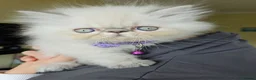 Persian cats for stud: PKD Clear Proven Persian Stud  - Advert 18