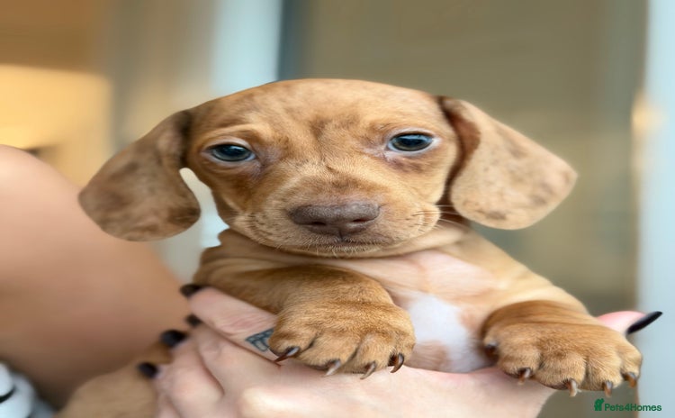 Miniature Dachshund dogs - Advert 7