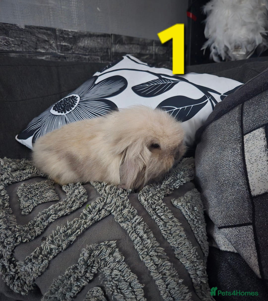 Mini Lion Lop rabbits for sale: Adorable mini lion lop babies mixed - Advert 3