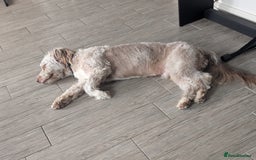 Mixed Breed dogs for sale: Gorgeous 1 year old pup - Image 2