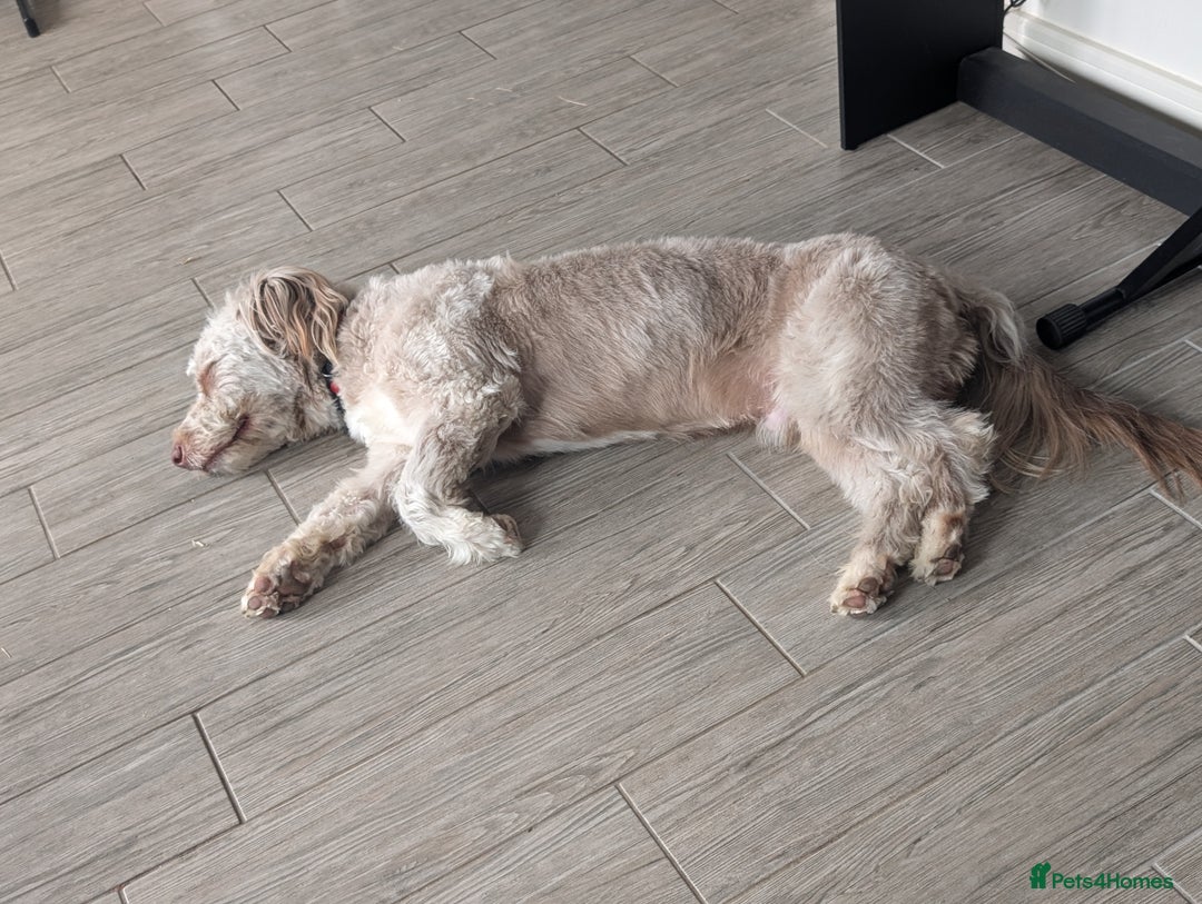 Mixed Breed dogs for sale: Gorgeous 1 year old pup - Image 2