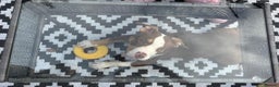 Mixed Breed dogs for sale: Bonnie (Staffy + pocket bully)  - Advert 3