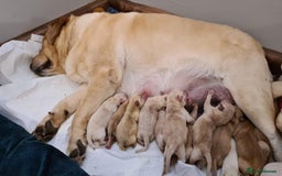 Labrador Retriever dogs for stud: Proven Health tested Lab Stud  in Chesterfield - Image 11