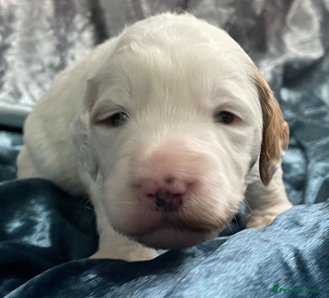 Labradoodle dogs for sale: Labradoodles for Sale! - Image 27