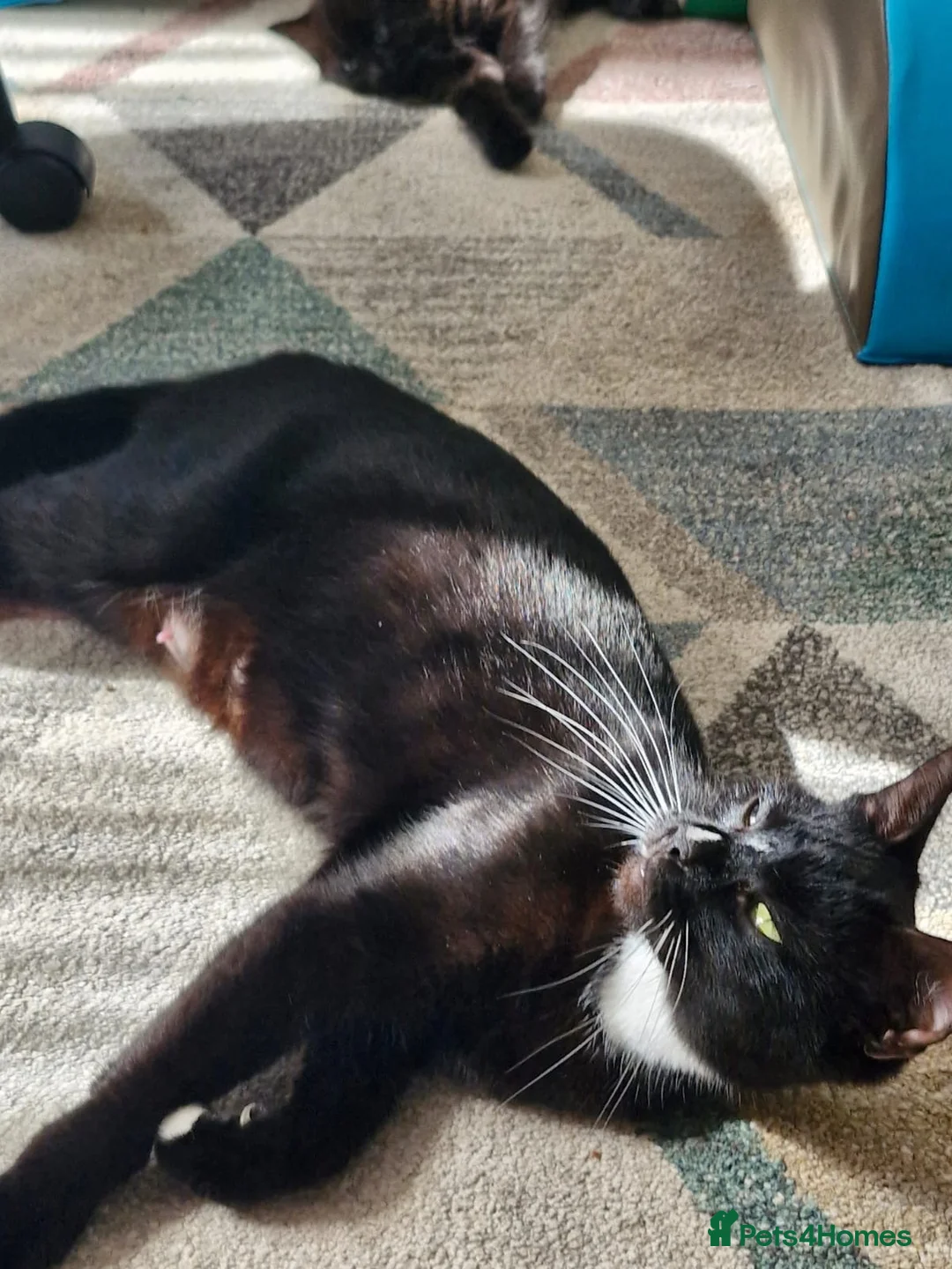 Mixed Breed cats for sale: Lovely black kittens in Bedford - Advert 13
