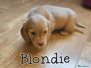 Miniature Dachshund dogs Cream dachshund - Advert 2