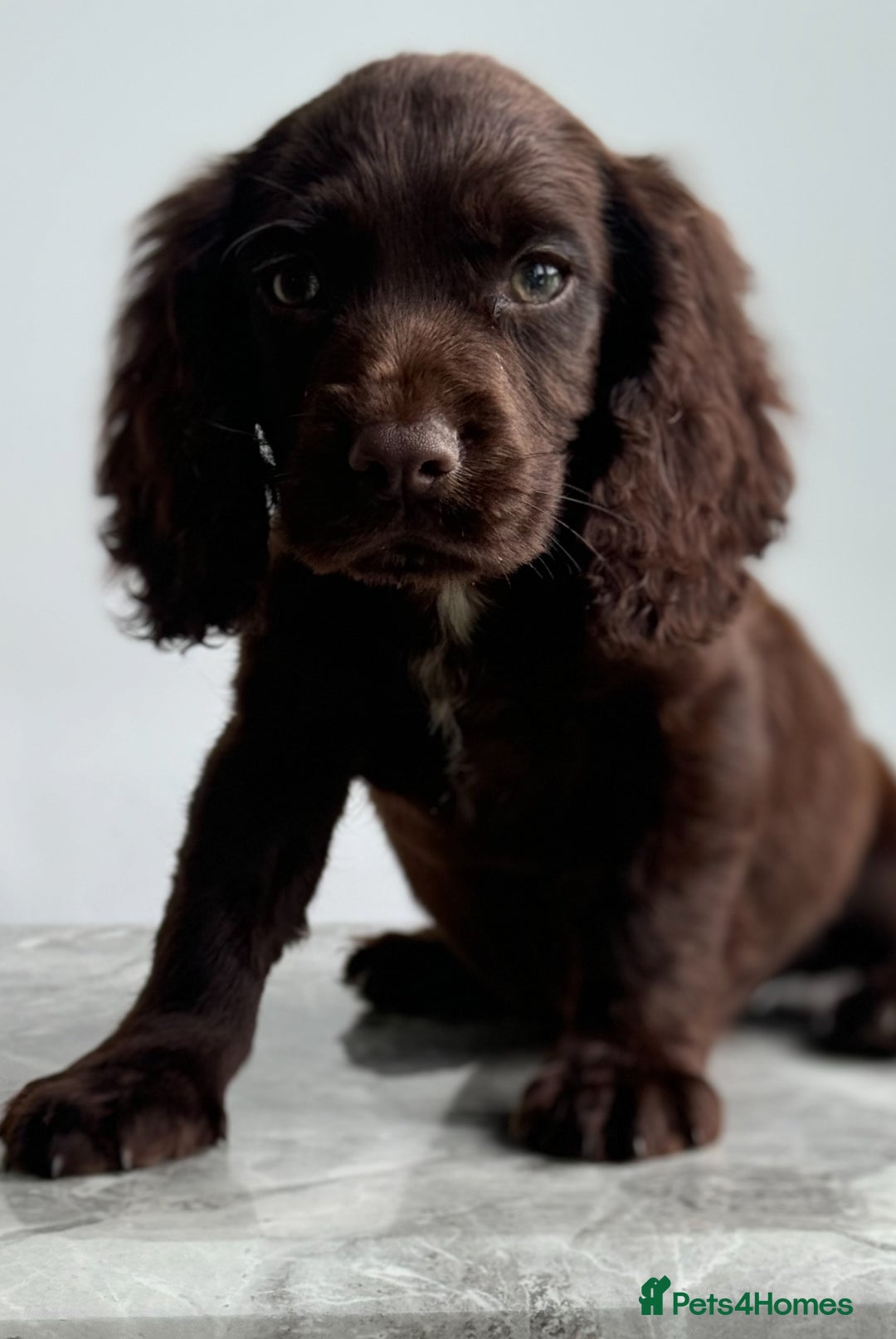Cocker Spaniel dogs for sale: Cocker spaniel  - Image 11