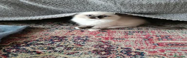 Ragdoll 1