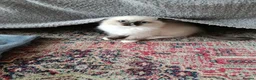 Ragdoll cats for sale: Stunning Ragdoll Kittens 😺 in Perth - Advert 7