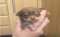 Chihuahua dogs for sale: Chihuahua Puppies - with starter kits  - Image 6