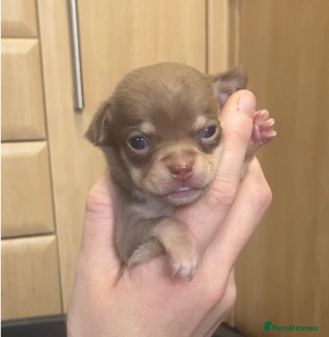 Chihuahua dogs for sale: Chihuahua Puppies - with starter kits  - Image 6