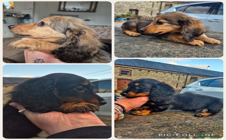 Miniature Dachshund dogs - Advert 6