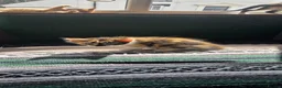 Mixed Breed cats for sale: Kittens for sale  - Advert 15