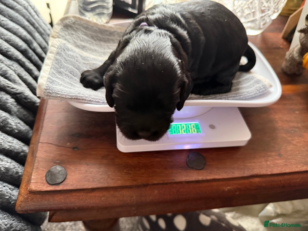 Cocker Spaniel dogs for sale: Beautiful Cocker Spaniel Litter  - Advert 15