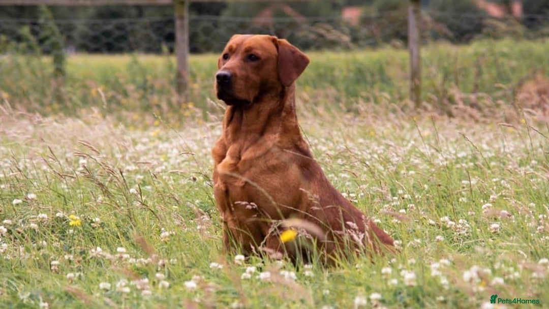 Labrador Retriever dogs for sale: Ready to leave. FULLY HEALTH TESTED male labs  in Leyburn - Image 6