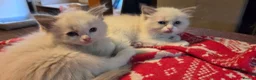Ragdoll cats for sale: Beautiful Ragdoll Kittens only 1 left 💖 - Advert 8