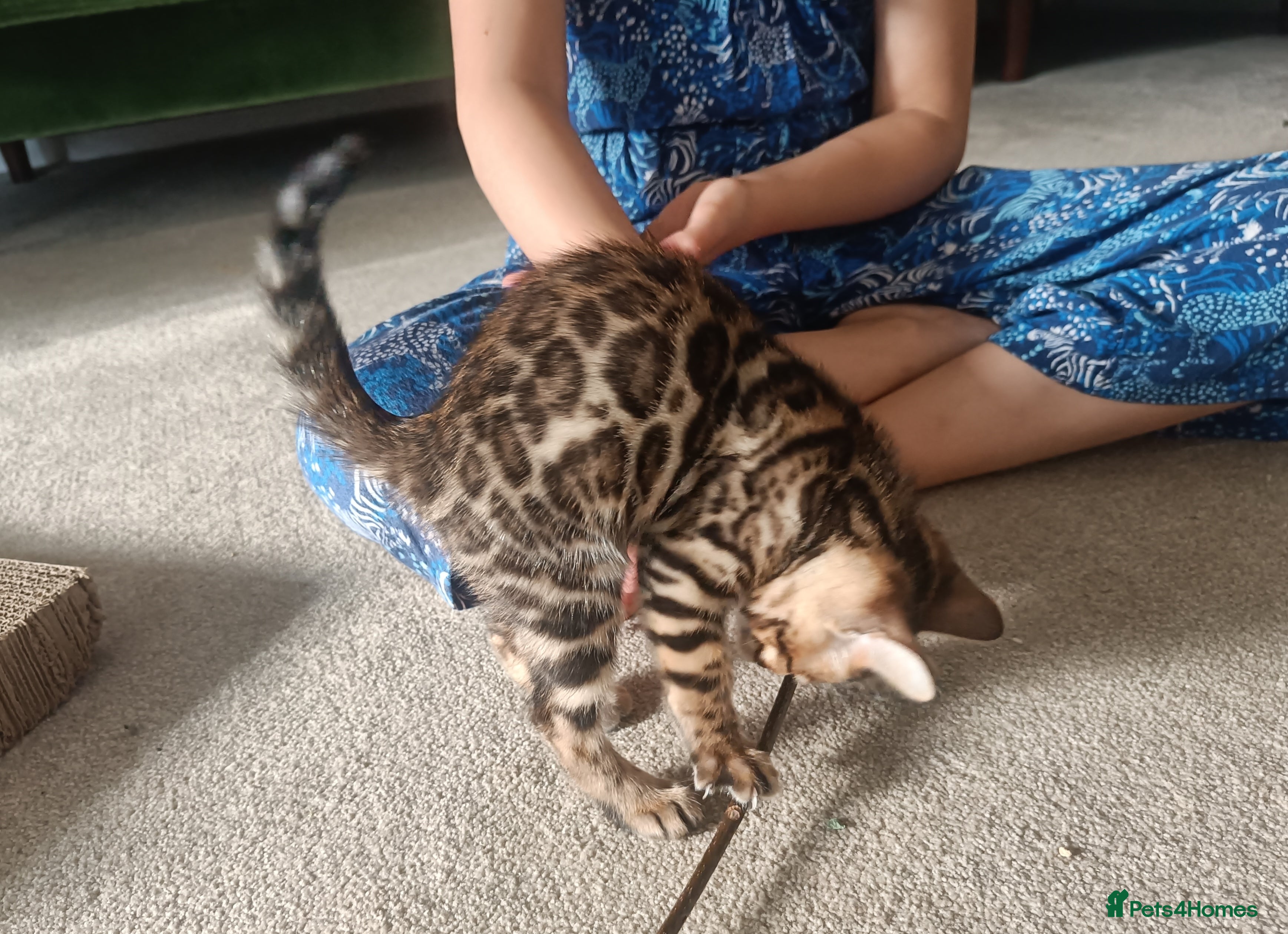 Bengal cats Absolutely beautiful pedigree bengal kittens - Advert 2