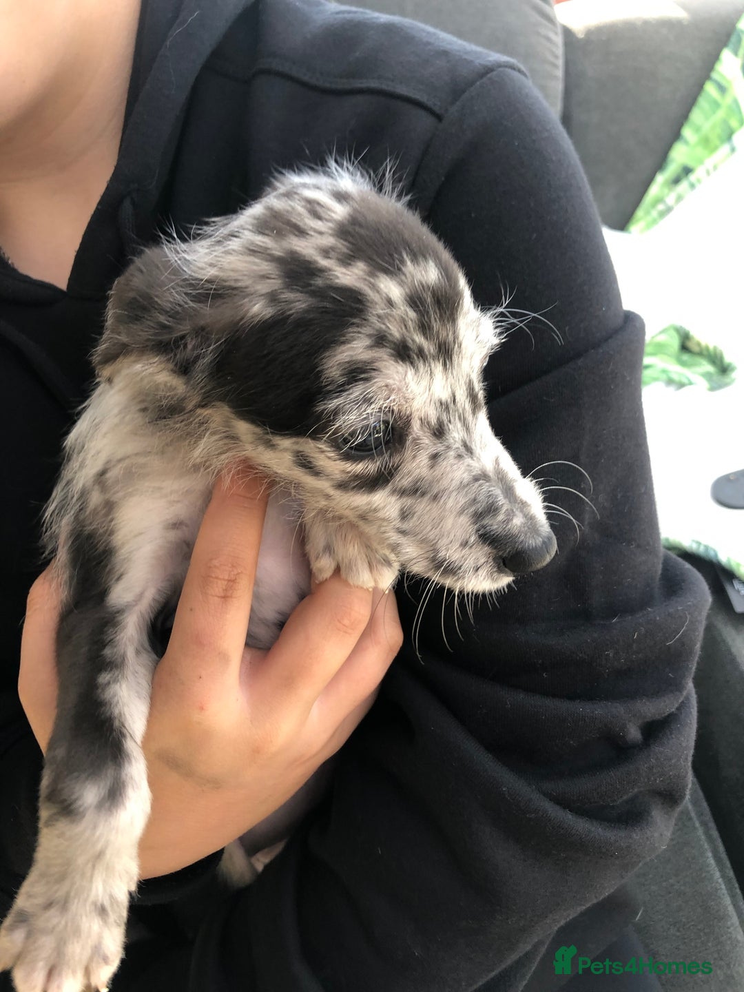 Mixed Breed dogs for sale: Bedlington terrier pups X poodle  - Image 14