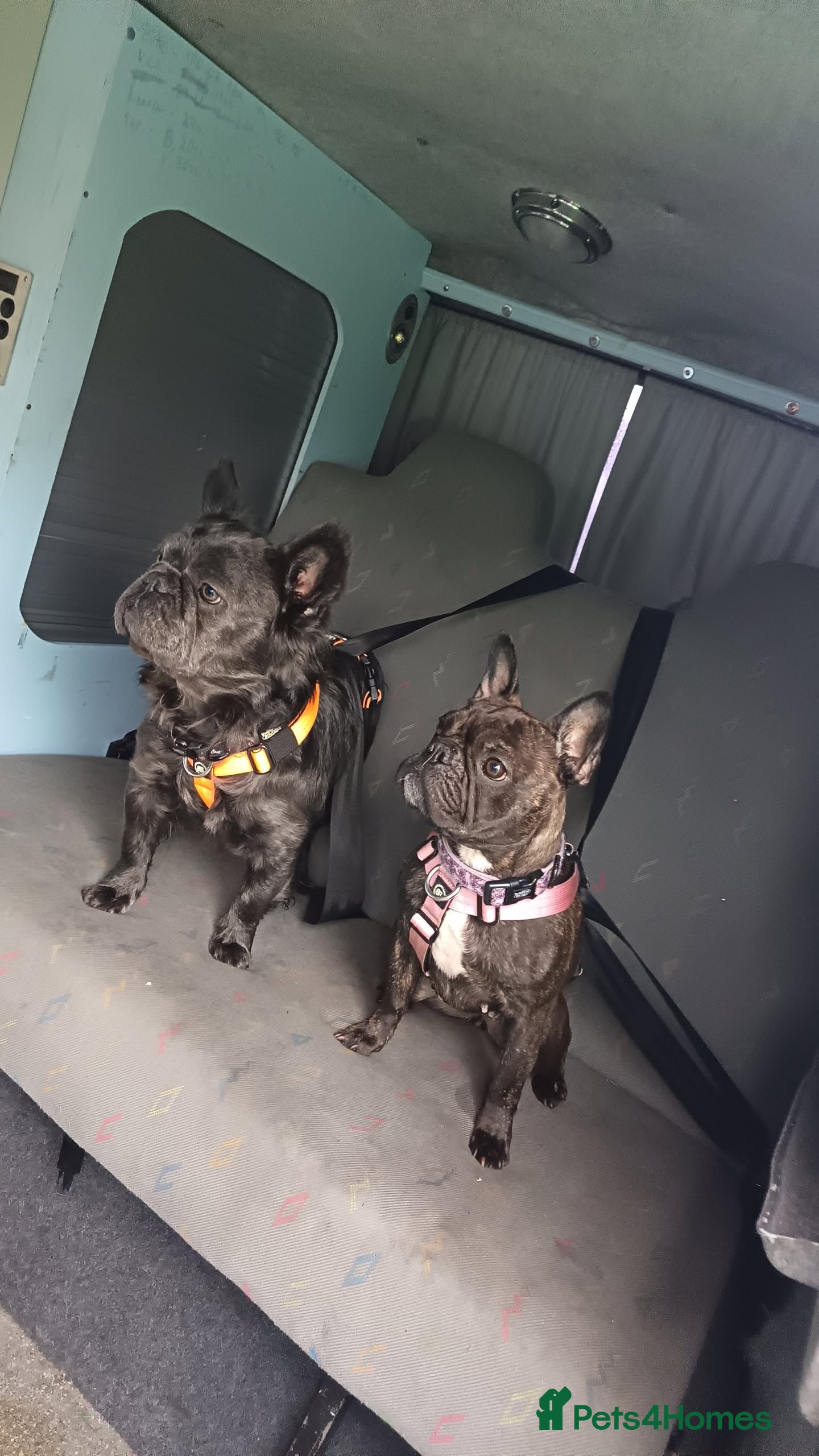 French Bulldog dogs Blue visual fluffy kc registered  - Advert 1