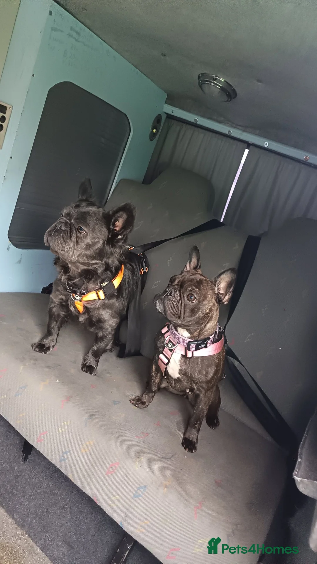 French Bulldog dogs for stud: Blue visual fluffy kc registered  - Advert 1