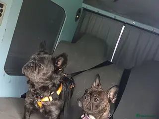 French Bulldog dogs Blue visual fluffy kc registered - Advert 1