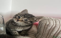 Domestic Shorthair cats for sale: 3 kittens for sale - Image 2