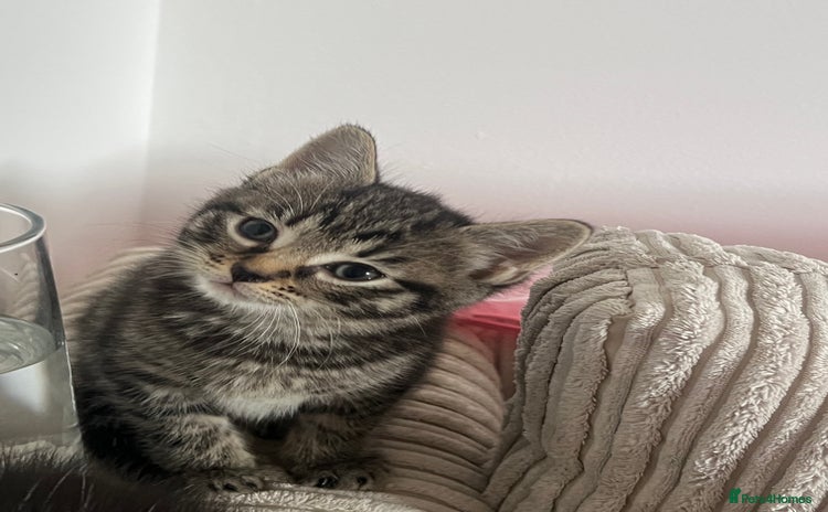 Domestic Shorthair cats - Advert 8