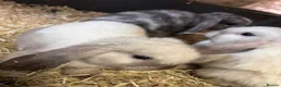 Mini Lop rabbits for sale: Beautiful 🤩 example of pure mini hand reared lops - Advert 9