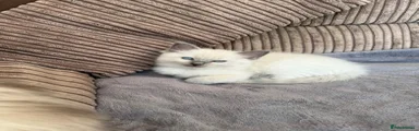 Ragdoll 3