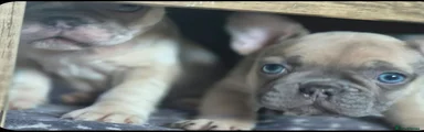French Bulldog 3