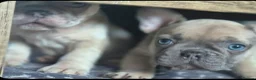 French Bulldog dogs for sale: French bulldog  - Advert 11