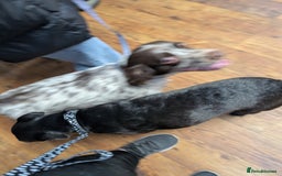 English Springer Spaniel dogs for adoption: DAISEY THE SPRINGER & WINNIE THE LABRADOR X PARSON - Image 11