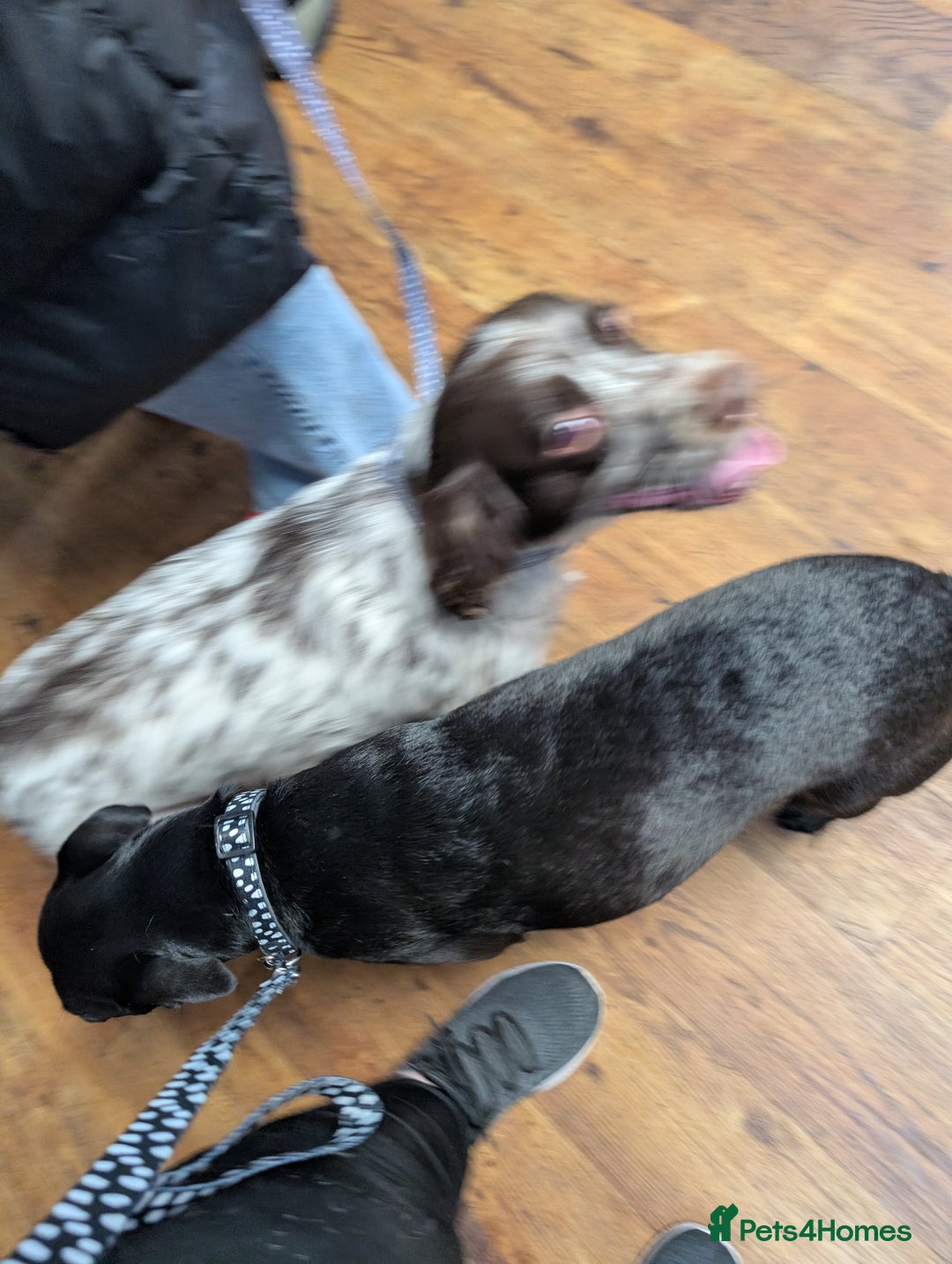 English Springer Spaniel dogs for adoption: DAISEY THE SPRINGER & WINNIE THE LABRADOR X PARSON - Image 11