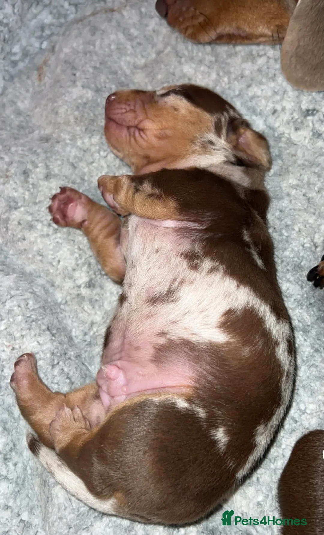 Miniature Dachshund dogs for sale: Stunning kc babies ready to leave ready for  **  in Portsmouth - Advert 11