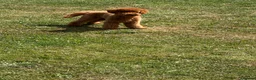 Toy Poodle dogs for stud: STUD ONLY - Advert 2