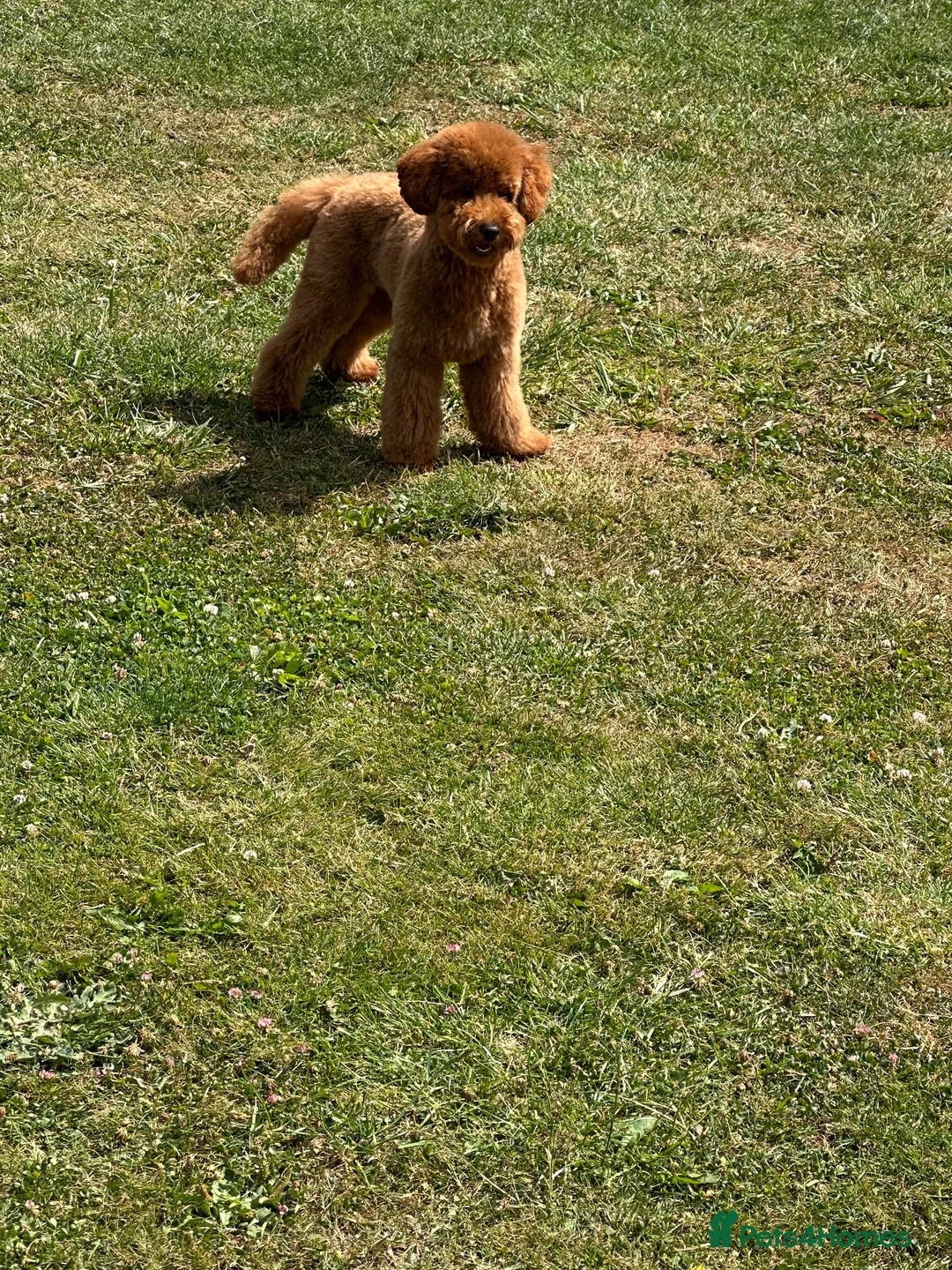 Toy Poodle dogs for stud: STUD ONLY - Advert 2