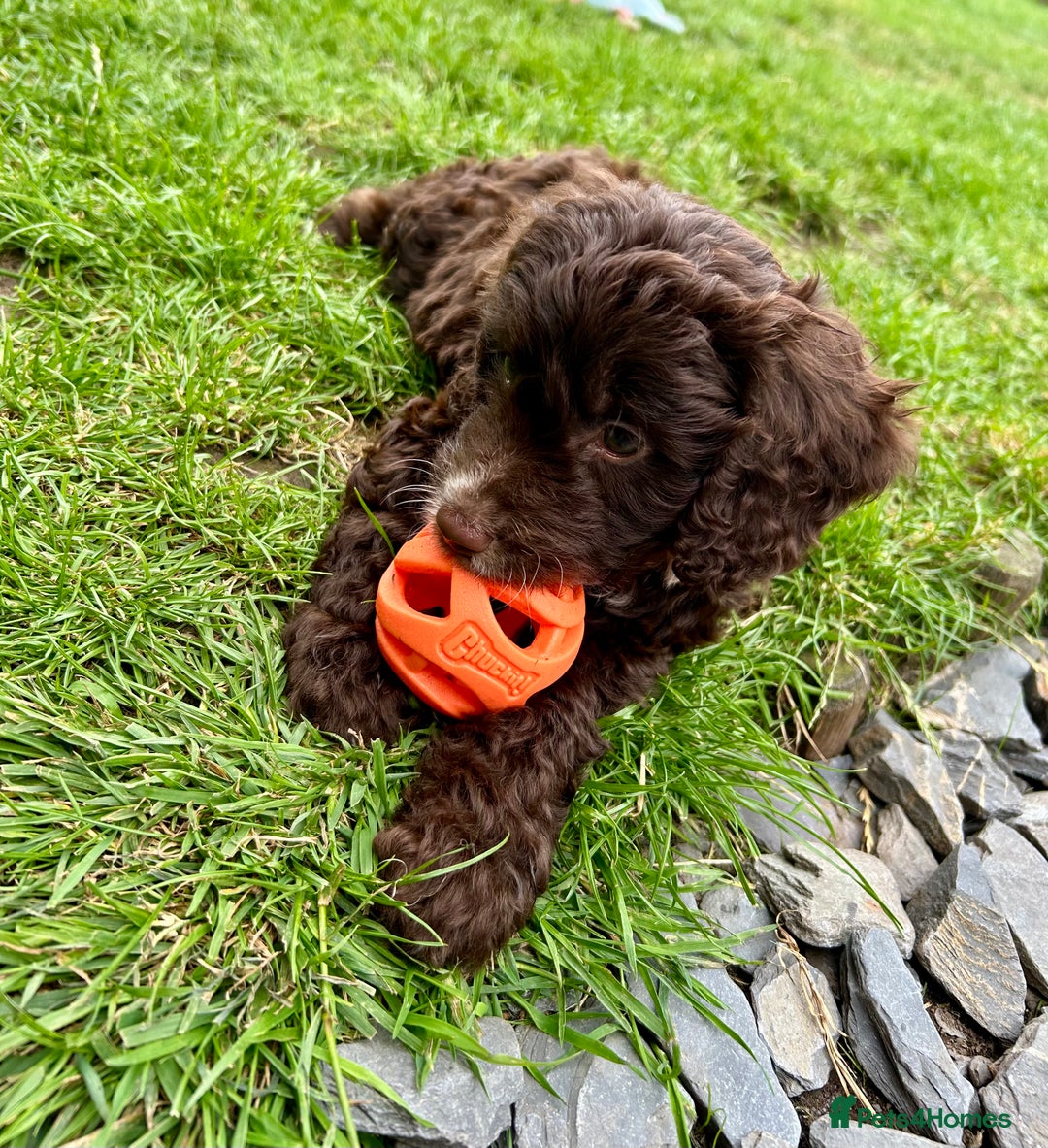 Cockapoo dogs for sale: Vet checked stunning Chocolate Cockapoo boy ready  - Image 4