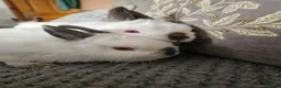Netherland Dwarf rabbits for sale: Pointed white Himalayan netherland dwarfs  - Advert 7