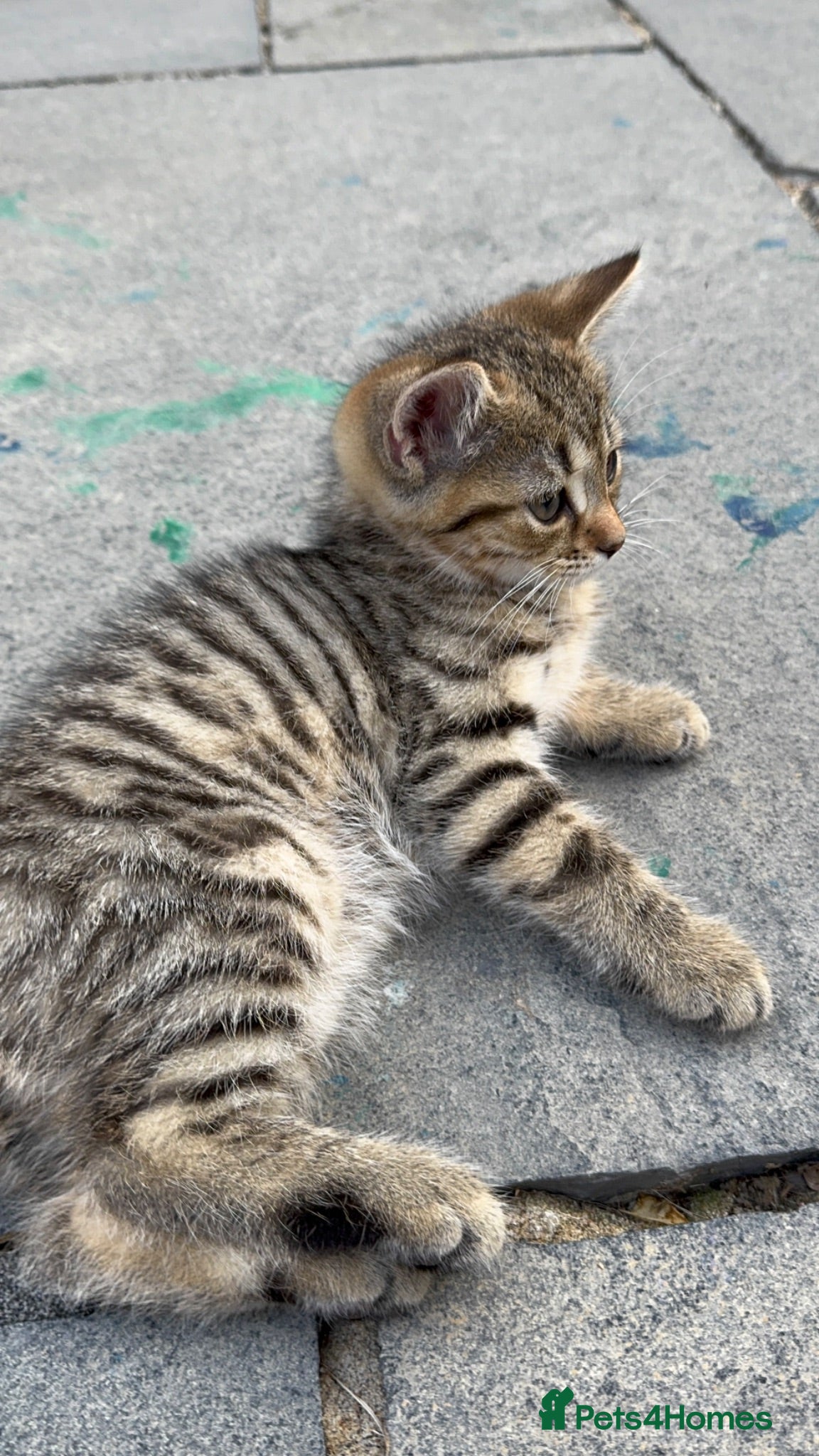 British Shorthair cats British shorthair kittens  - Advert 1