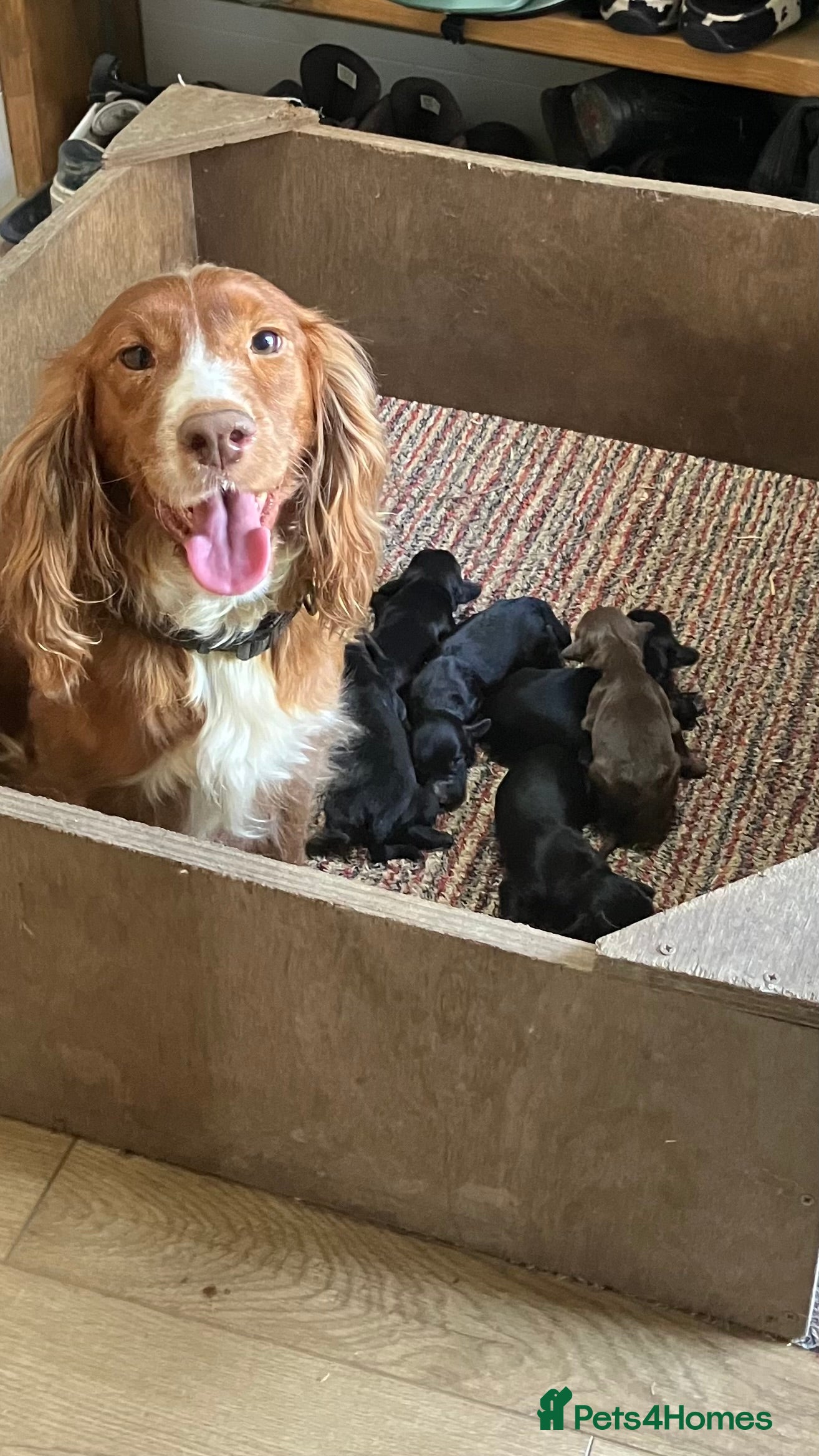 Cocker Spaniel dogs Cocker Spaniel puppies - Advert 2