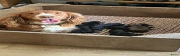 Cocker Spaniel dogs for sale: Cocker Spaniel puppies - Advert 2