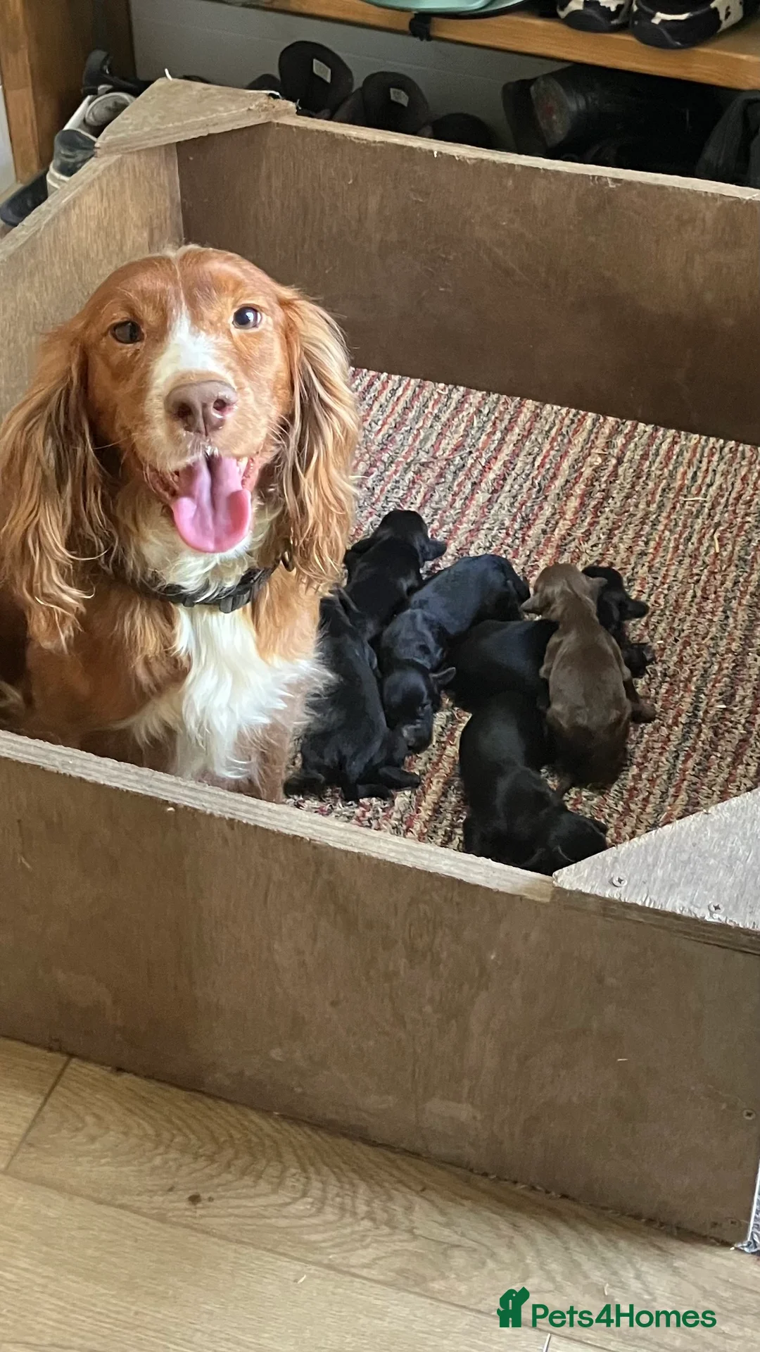 Cocker Spaniel dogs for sale: Cocker Spaniel puppies - Advert 2