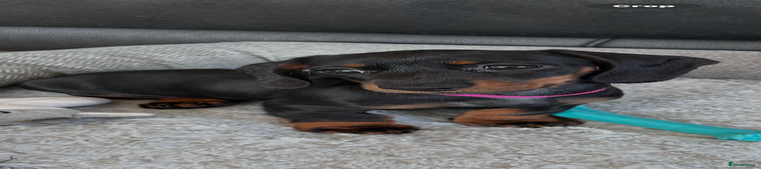 Miniature Dachshund Puppy 5