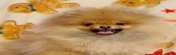Pomeranian dogs for sale: Beautiful Pomeranian puppies - Advert 2