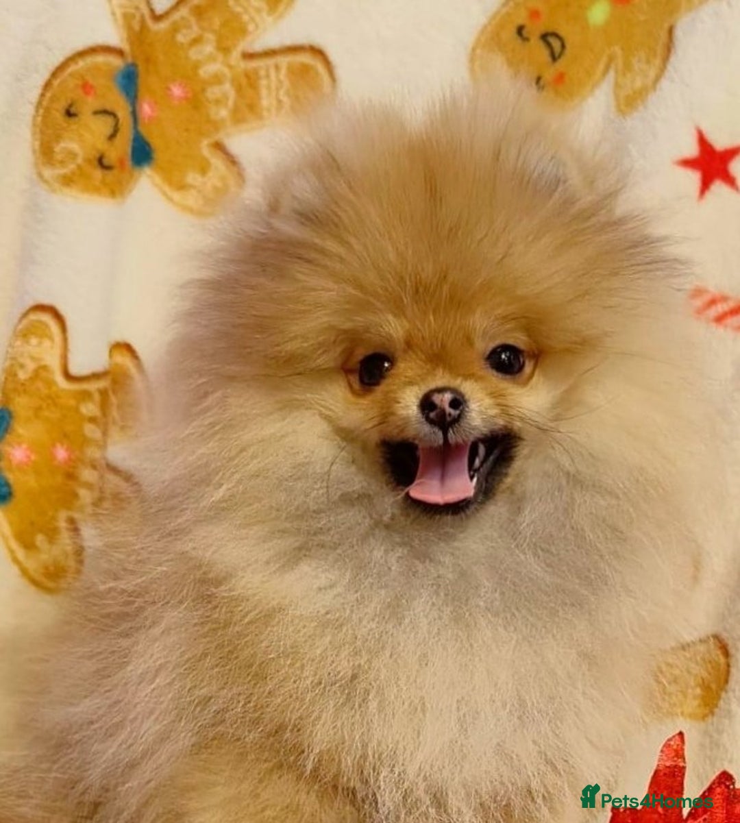 Pomeranian dogs for sale: Beautiful Pomeranian puppies - Advert 2