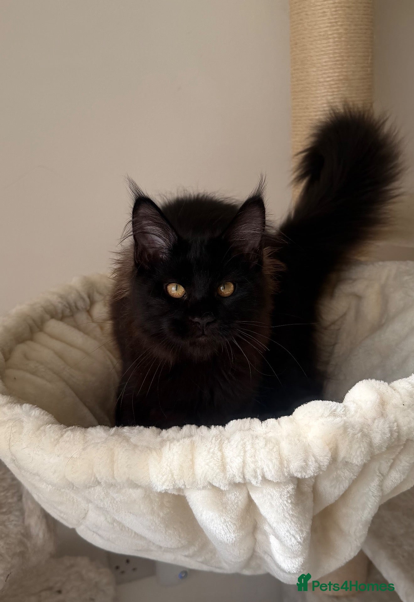 Maine Coon cats SHOW QUALITY MAINE COON GIRL 🖤♥️ - Advert 2