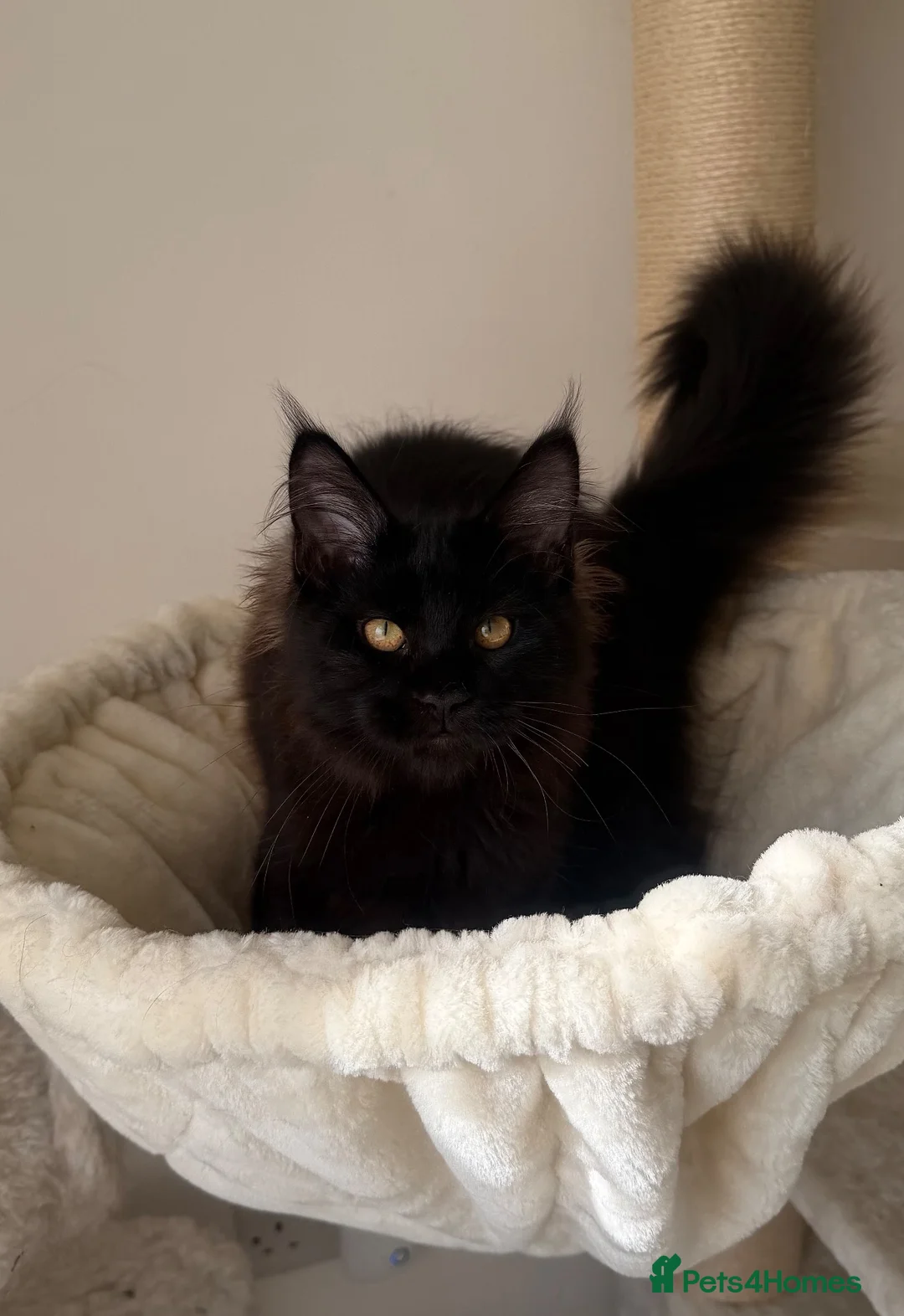 Maine Coon cats for sale: SHOW QUALITY MAINE COON GIRL 🖤♥️ - Advert 2