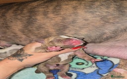 Mixed Breed dogs for sale: Pocket bullies x blue staff - Image 3